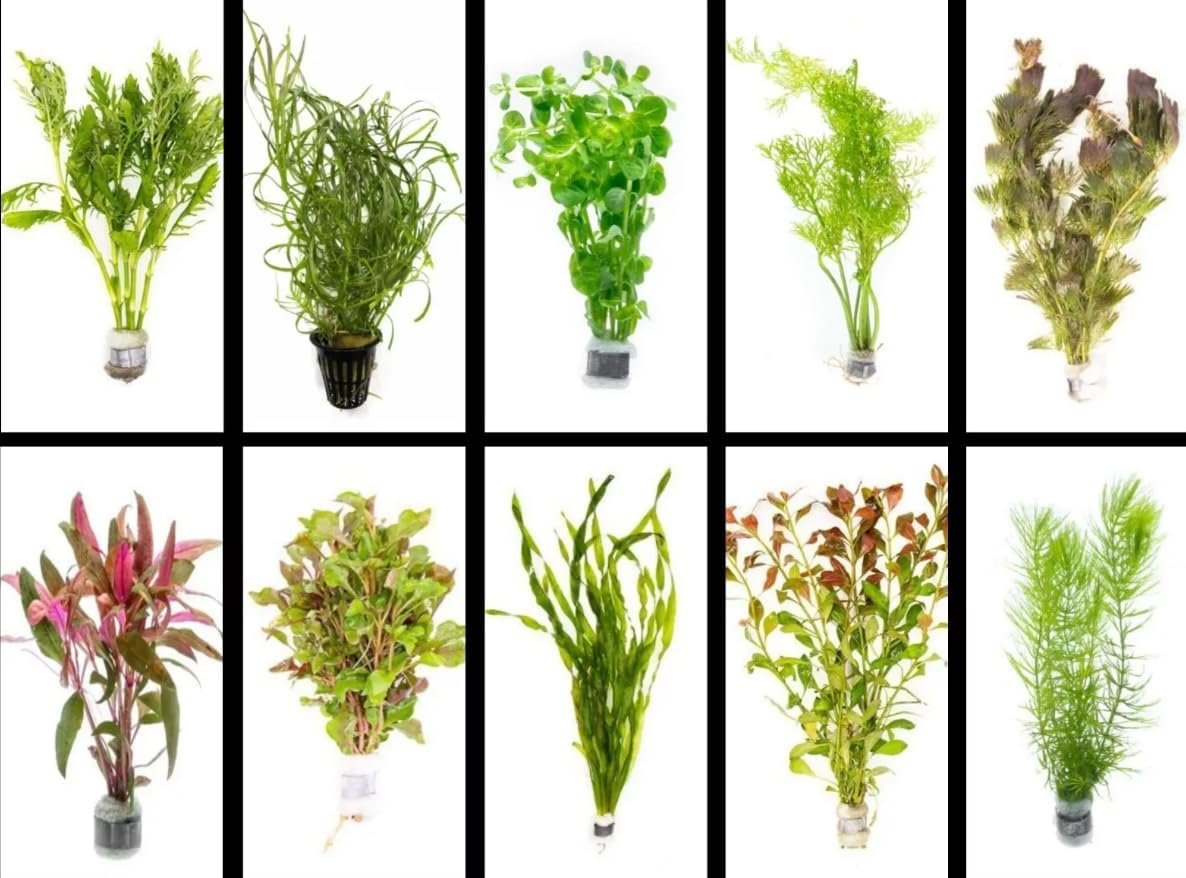 Live Freshwater Aquarium Plants – 5 Assorted Bundle Rooted for Fish Tanks – (Grower’s Choice) Beginner Friendly