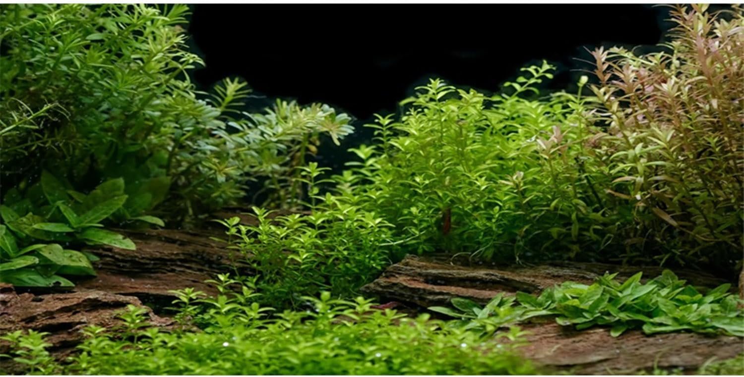 AWERT Aquarium Background River Bed & Lake Aquatic Plant Fish Tank Background Vinyl 48×24 inches