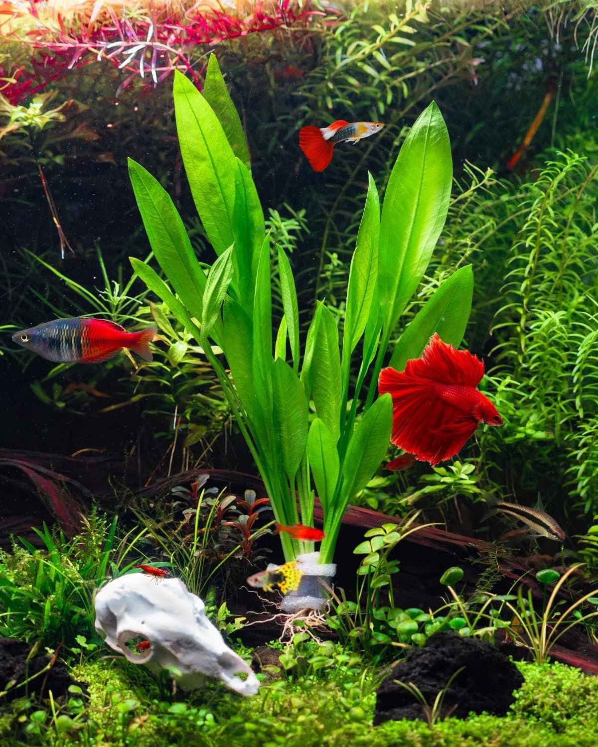 SubstrateSource Live Plant – Amazon Sword (Echinodorus Bleheri) – Beginner Friendly, Easy Care, Medium Light, Midground to Background Placement – Freshwater Aquarium Decoration – 1 Bunch (4-5 Plants)