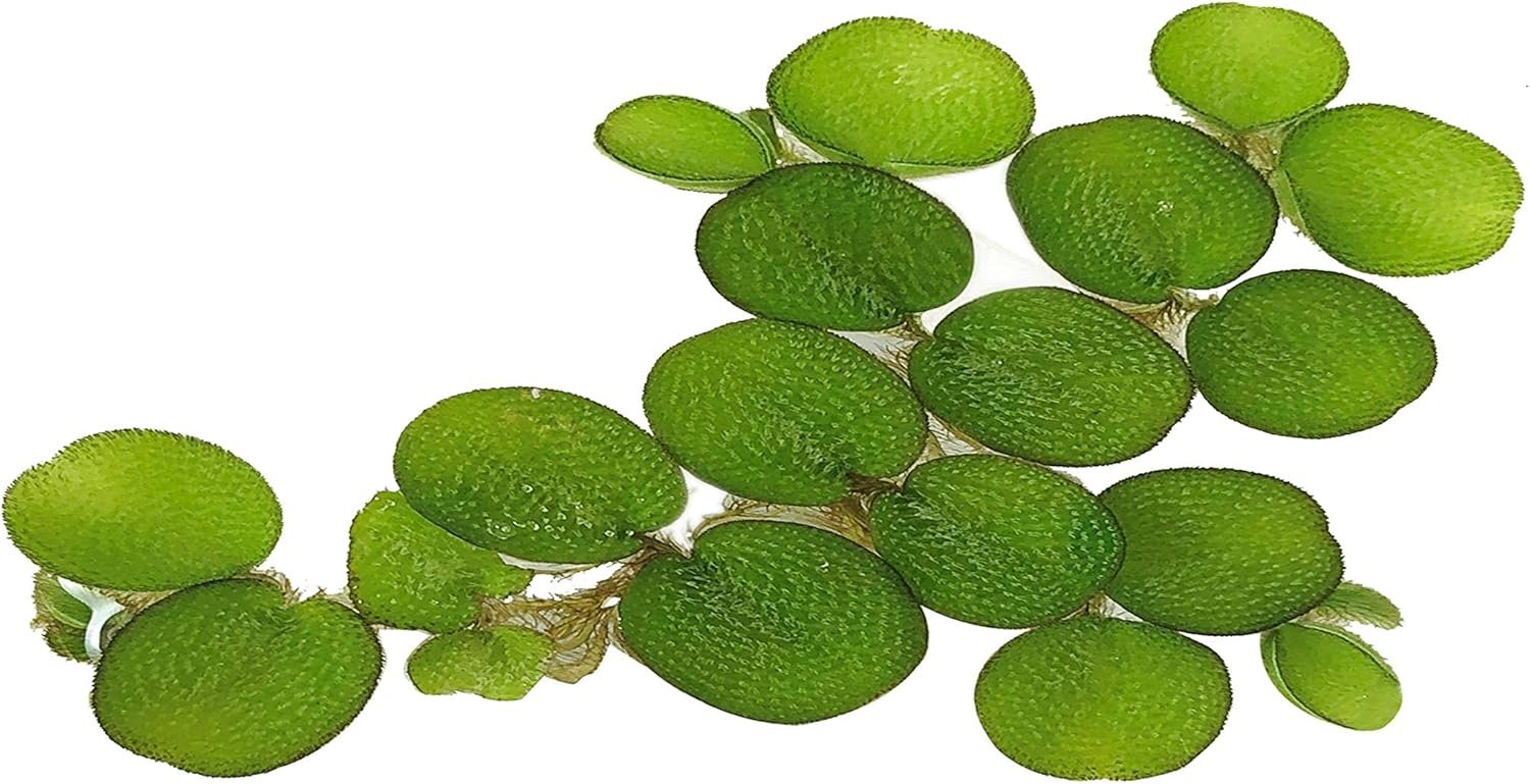 24 Water Spangles (Salvinia Minima), Live Aquarium/Aquatic/Floating/ Pond/Beginner Plant by G&Z
