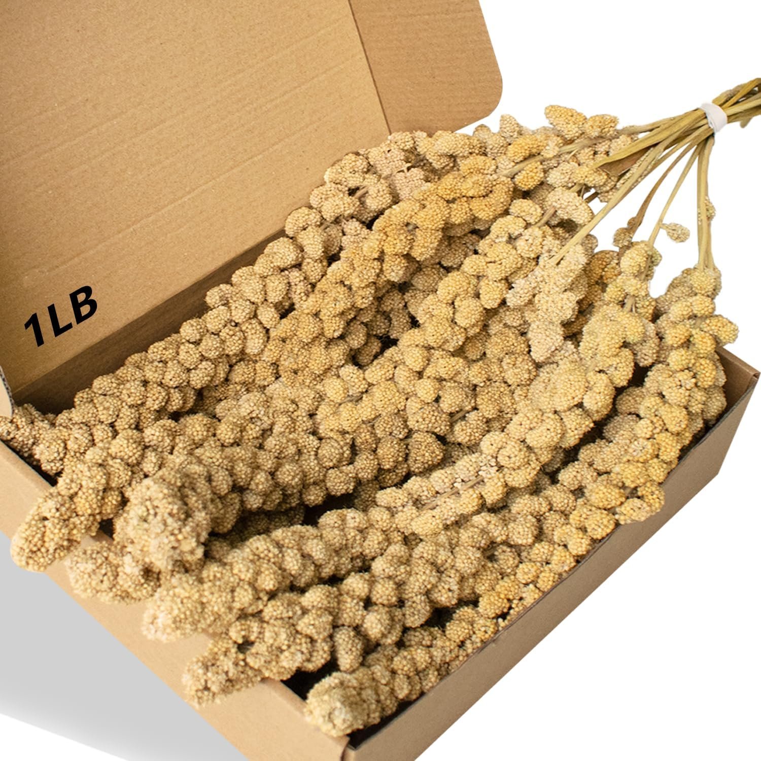 Jmxu’s Spray Millet Treat for Birds Parakeets, Natural Sun-Dried Birds Millet for Cockatiel, Budgie, Finches, Parrots, Hamster